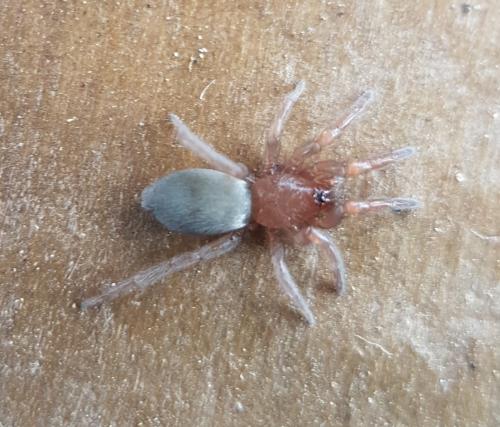 Scotophaeus sp.